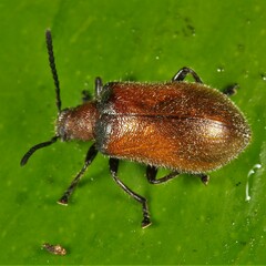 Ecnolagria