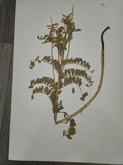 Astragalus drummondii