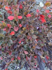 Loropetalum chinense