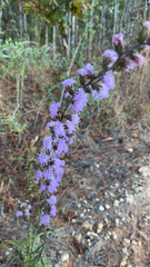 Liatris