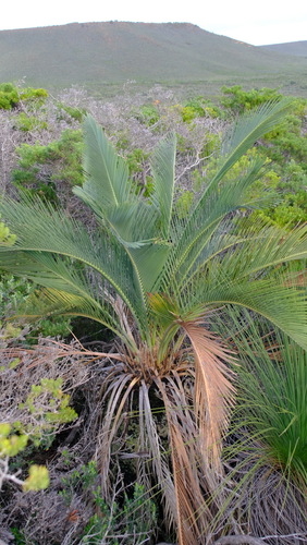 Image of Macrozamia fraseri by (c) Peter Crowcroft, some rights reserved (CC BY)