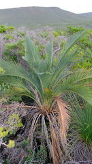 Macrozamia fraseri