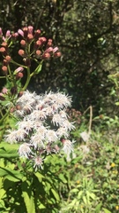 Aristeguietia salvia