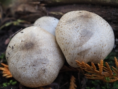 Coprinopsis romagnesiana