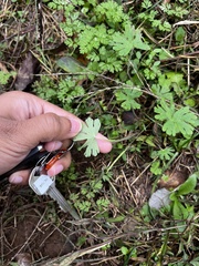 Geranium carolinianum