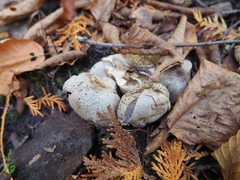 Coprinopsis romagnesiana