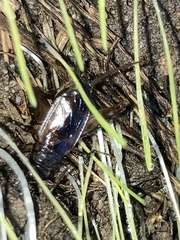 Eunemobius carolinus