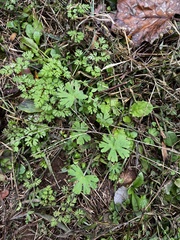 Geranium carolinianum