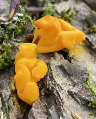 Dacrymyces
