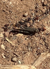 Lactista gibbosus
