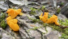 Dacrymyces