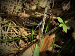 Lestes rectangularis
