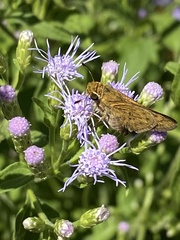 Hylephila phyleus