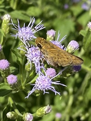 Hylephila phyleus