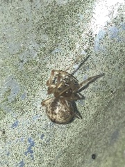Parasteatoda tepidariorum