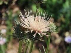Cirsium cymosum