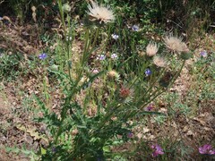 Cirsium cymosum