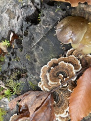 Trametes versicolor image