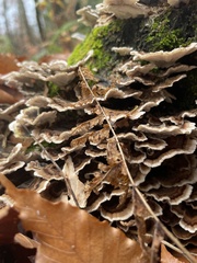Trametes versicolor image