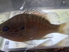 Lepomis marginatus