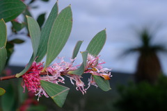 Hakea neurophylla
