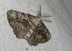 Cymatophora approximaria