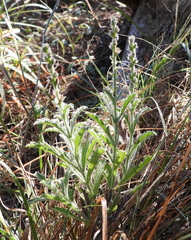 Verbena canescens