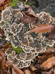Trametes versicolor image