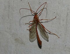 Enicospilus americanus-complex