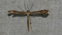 Stenoptilodes taprobanes