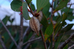Hakea neurophylla