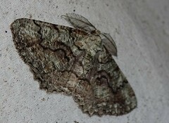 Cymatophora approximaria