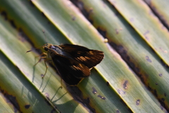 Cephrenes augiades
