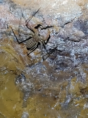 Acanthophrynus coronatus