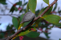 Hakea neurophylla