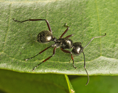 Polyrhachis monteithi