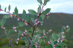 Hakea neurophylla