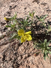 Oenothera grandis