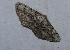 Cymatophora approximaria