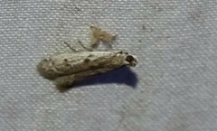 Phycitodes reliquellum