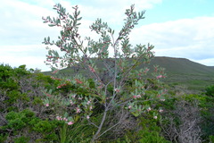 Hakea neurophylla