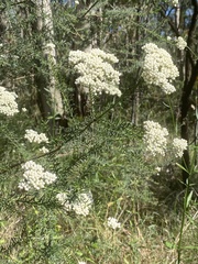 Ozothamnus diosmifolius
