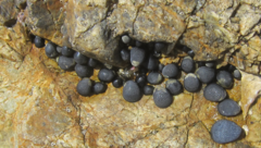 Nerita melanotragus