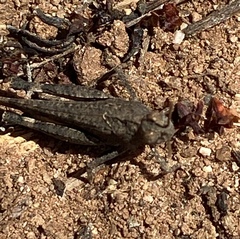 Lactista gibbosus
