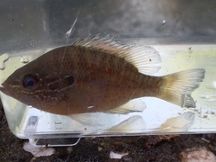 Lepomis marginatus