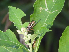 Phaedrotettix