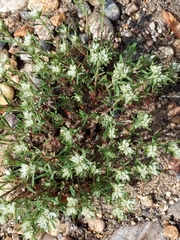 Paronychia argyrocoma