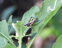 Phaedrotettix