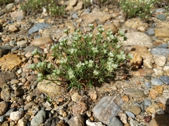 Paronychia argyrocoma