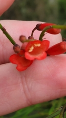 Russelia equisetiformis